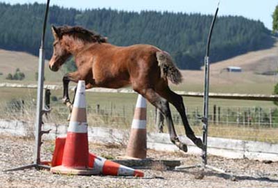 Sensible working horses